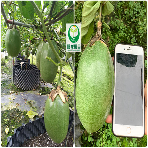 河源木瓜香蜜百香果
