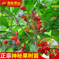 增城神秘果苗，广州神秘果苗，广东神秘果苗 