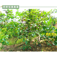 广东台湾果桑苗，广东短果桑苗，广东果桑苗 