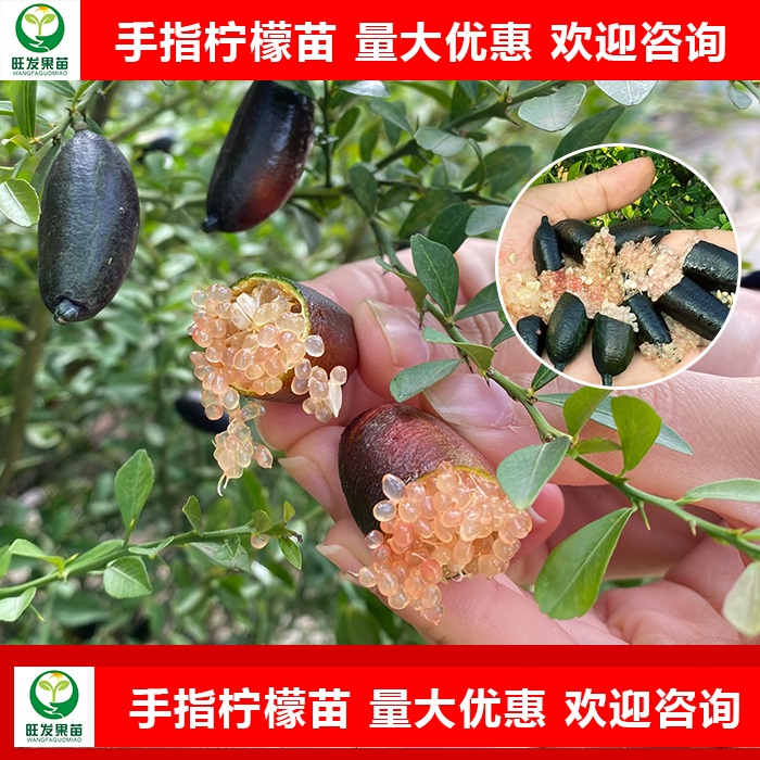 梅州手指柠檬苗