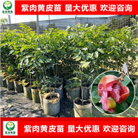 紫肉黄皮苗
