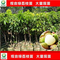 观音绿荔枝苗