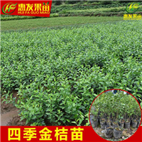 惠州四季金桔苗，惠州金桔苗，惠州果苗 