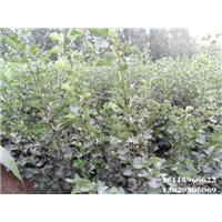 惠州山楂苗价格，惠州山楂苗，广东山楂苗 