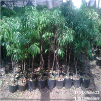 中山三月红荔枝苗，中山荔枝苗，中山果树苗 