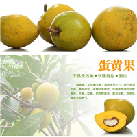广州蛋黄果苗，增城蛋黄果苗，增城果苗 