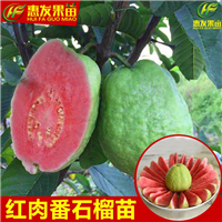 惠州红心番石榴苗批发，惠州番石榴苗，惠州果树苗 