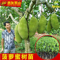 广东四季菠萝蜜苗价格，广东菠萝蜜苗批发 