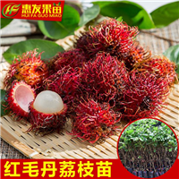哪里有红毛丹荔枝苗卖？广东红毛丹荔枝苗 