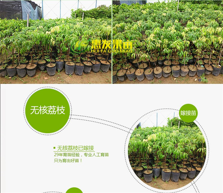 哪里有无核荔枝苗卖？广东无核荔枝苗供应 