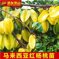 广东果苗，惠州果苗，淡水杨桃苗 