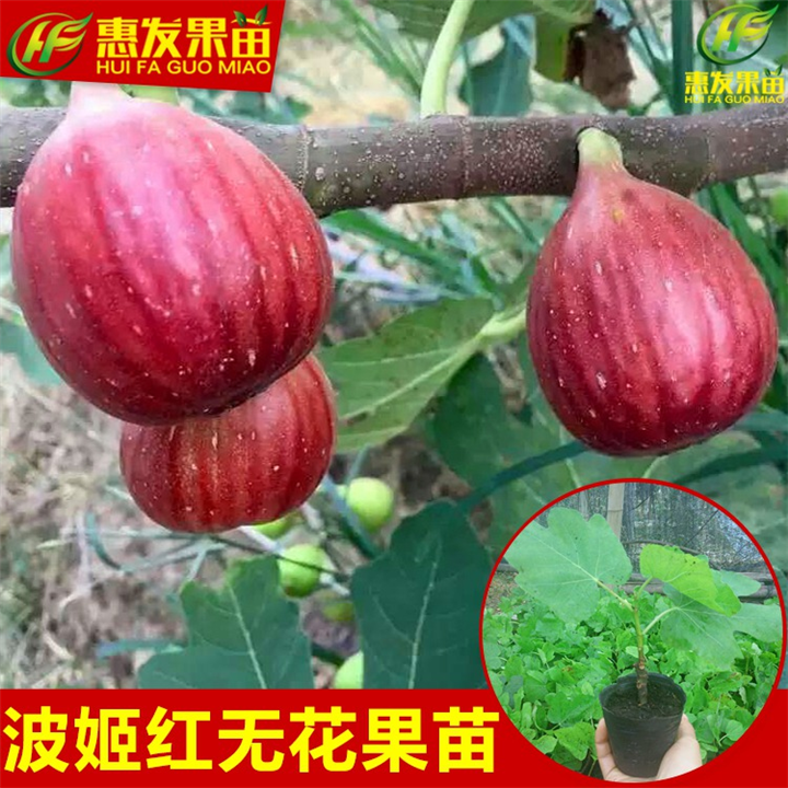 哪里有无花果苗卖？广东无花果苗批发 