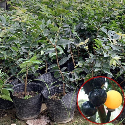 东莞福冈嘉宝果苗
