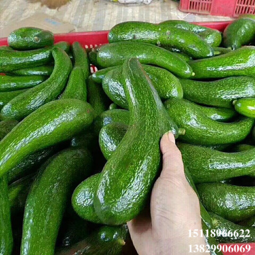 广东青瓜牛油果苗，广东果苗，惠州果苗 