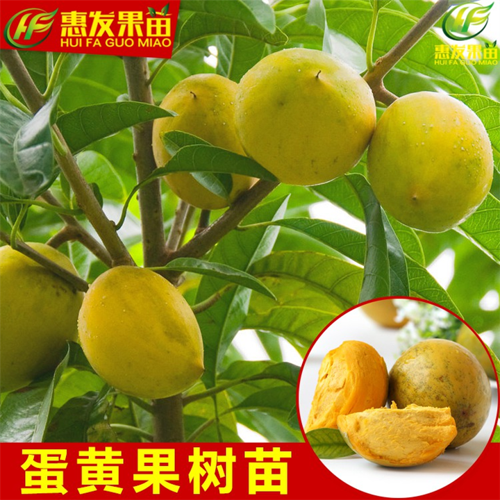 广东蛋黄果苗基地，广东蛋黄果苗，广东果苗 
