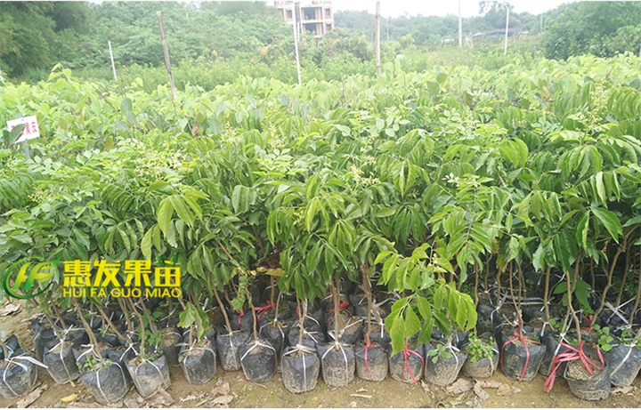 广东鸡心黄皮苗，广东黄皮苗，广东果苗 