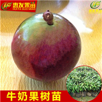 牛奶果苗，广东果苗，惠州果苗场 