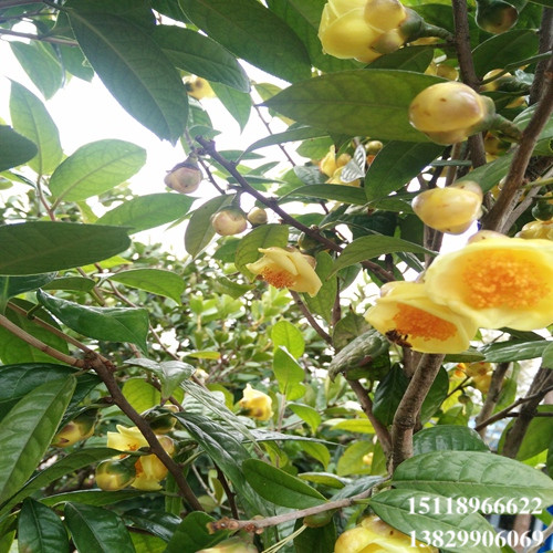 广东**茶苗价格，广东**茶苗基地 