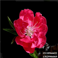 广东桃花苗基地，广东桃花苗，惠州桃花苗 