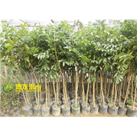 广州乌榄苗，增城乌榄苗，增城果苗基地 