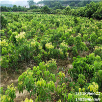 增城妃子笑荔枝苗，增城荔枝苗，增城果苗 