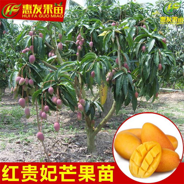 广东红贵妃芒果苗，广东芒果苗基地 