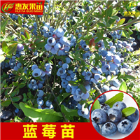 广东蓝莓苗价格，广东蓝莓苗，惠州蓝莓苗 