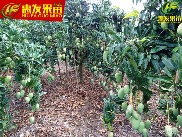 惠州台农一号芒果苗，惠州芒果苗，惠州果苗 