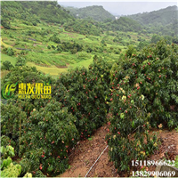惠州无核荔枝苗基地，惠州无核荔枝苗价格 