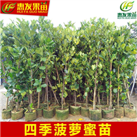 增城四季菠萝蜜苗，增城菠萝蜜苗批发 
