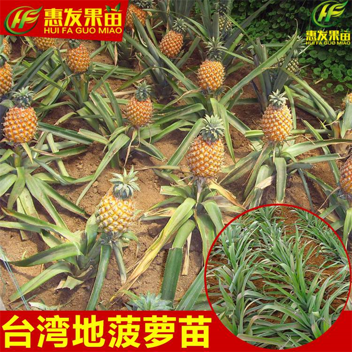 广东地菠萝（凤梨金钻菠萝）；广东地菠萝苗 