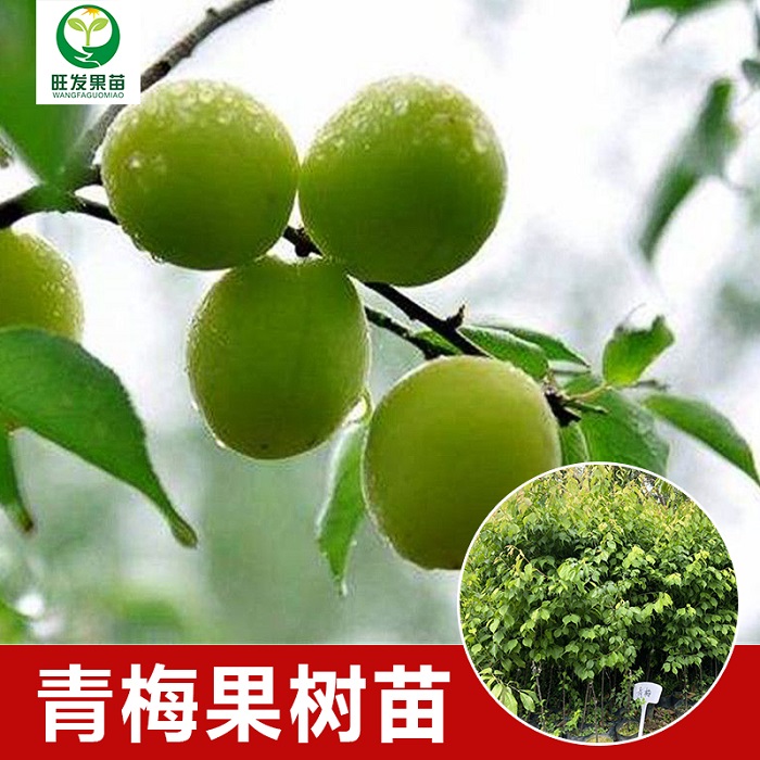 河源青梅苗