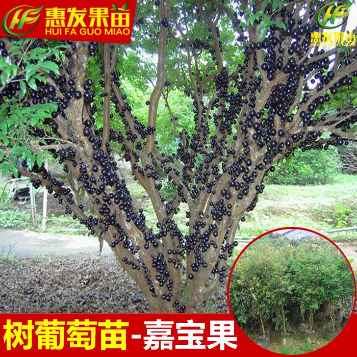 广东树葡萄苗，广东嘉宝果苗，广东嘉宝果苗批发 