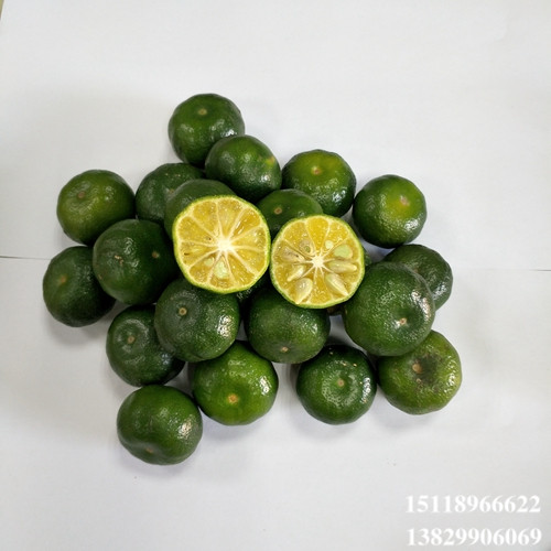 淡水扁实柠檬苗，淡水柠檬苗，淡水果苗场 
