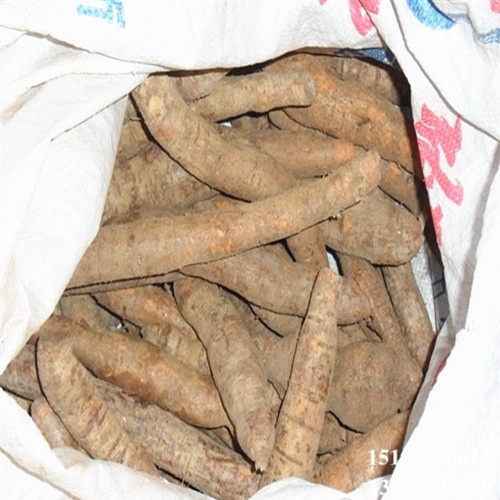 广东牛大力苗基地，广东牛大力苗，批发牛大力苗 