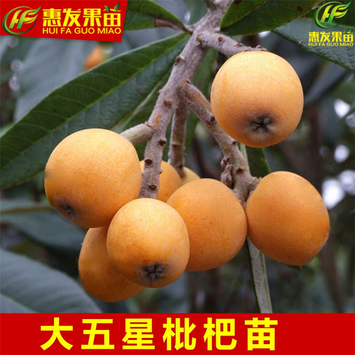 惠州枇杷苗基地，惠州枇杷苗，淡水枇杷苗 