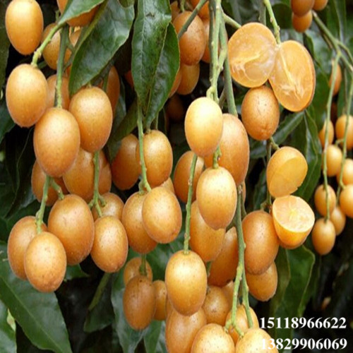 广东无核黄皮苗，广东黄皮苗，批发黄皮苗 