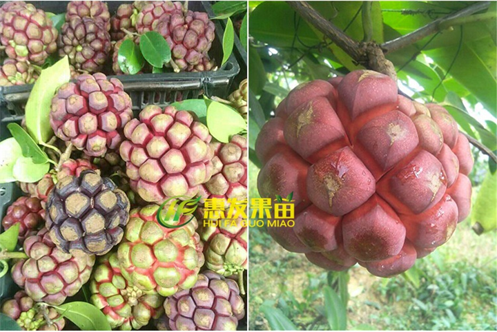 增城老虎果苗，广州老虎果苗，批发老虎果苗 