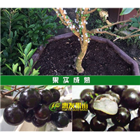 惠州嘉宝果苗价格，惠州嘉宝果苗，惠州果苗场 