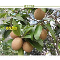 广东人心果苗，淡水人心果苗，增城人心果苗 