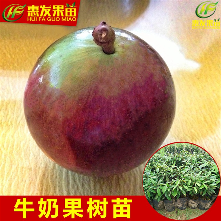 牛奶果苗，广东果苗，惠州果苗场 