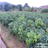 惠州荔枝苗批发，惠州荔枝苗，供应荔枝苗 