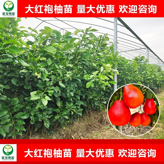 广西大红袍柚苗