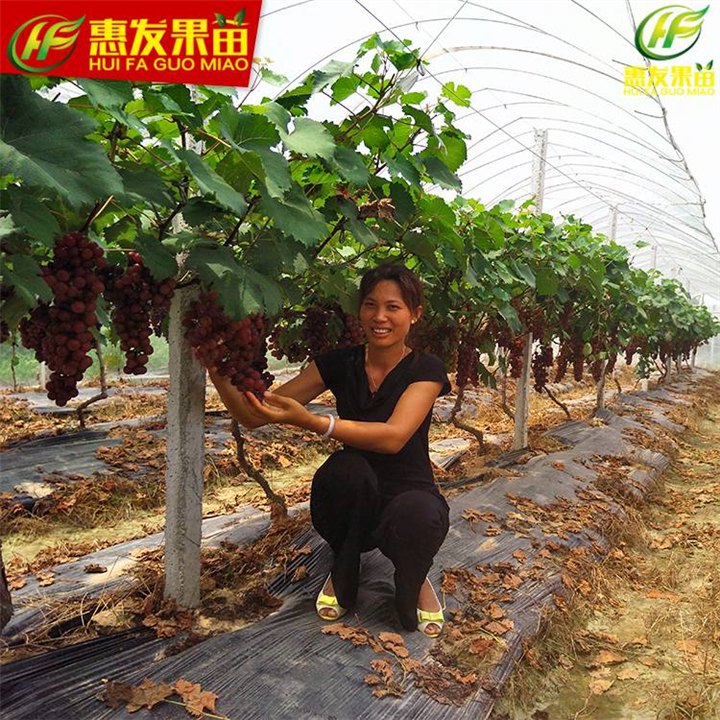惠州夏黑葡萄苗，广东夏黑葡萄苗，广东果苗 