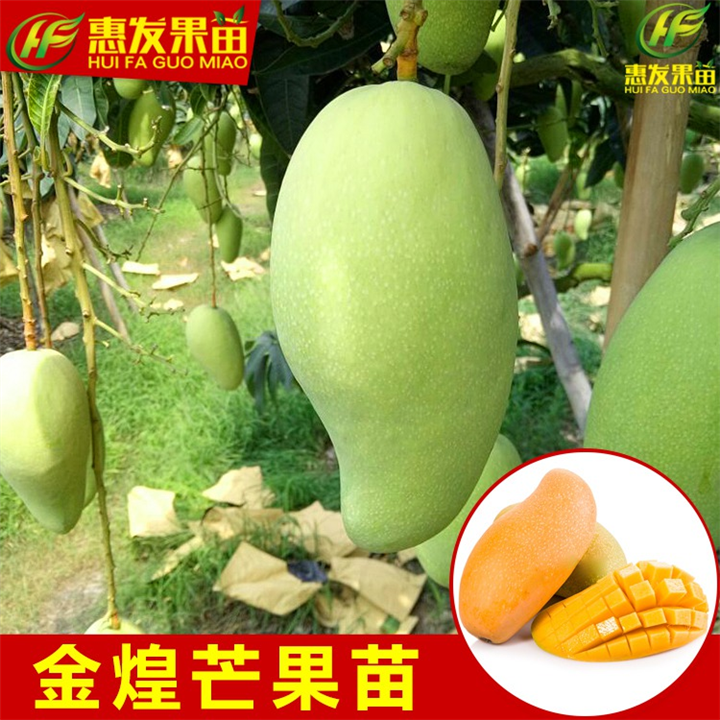 广东金煌芒果苗基地，广东金煌芒果苗批发 
