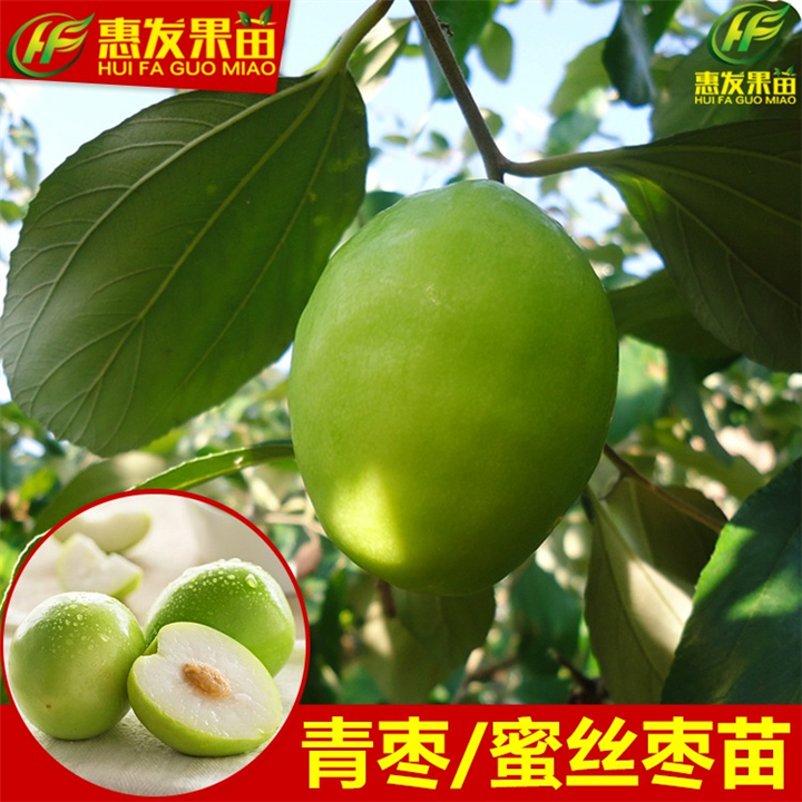 增城台湾青枣苗，增城青枣苗，增城果树苗 
