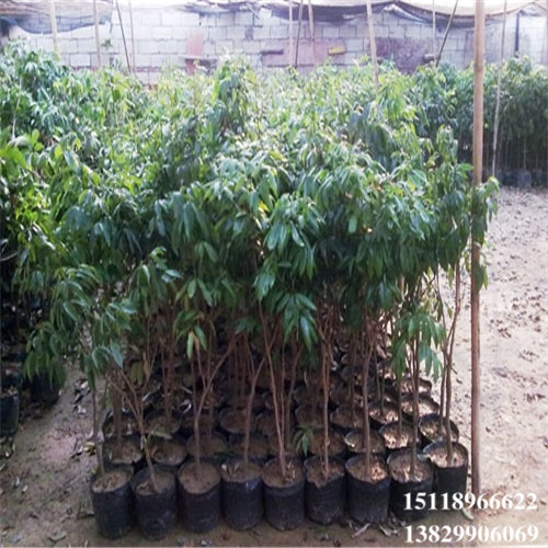广东荔枝苗，惠州荔枝苗，淡水荔枝苗 
