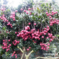 广东糯米糍荔枝苗，广东荔枝苗，广东果树苗 