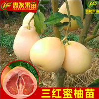 增城三红蜜柚苗，广州三红蜜柚苗，广东果苗 