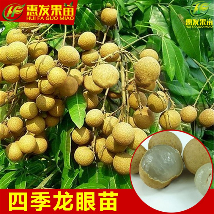 广东四季龙眼苗价格，广东四季龙眼苗基地 